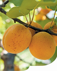 albicocca tonda di costigliole