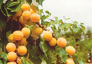 albicocca tonda di costigliole