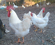 Gallina bianca di Saluzzo