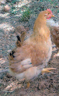 gallina bionda