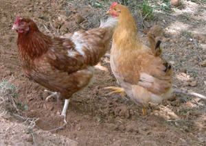 gallina bionda