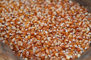 antichi mais pignoletto